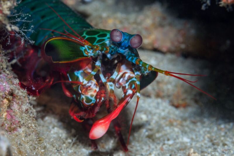 A rainbow-colored shrimp prowls on the seafloor.