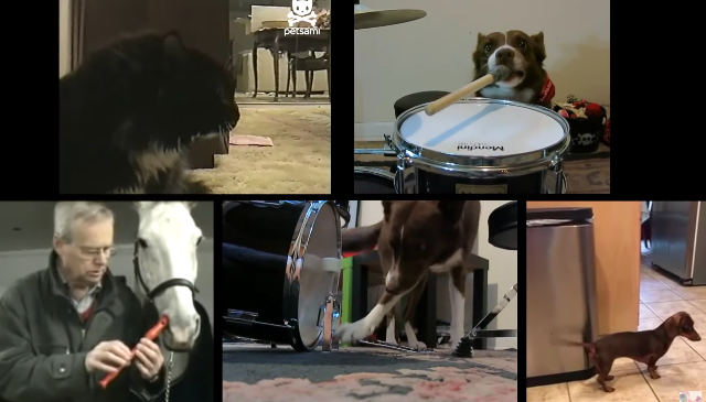pet-orchestra.jpg