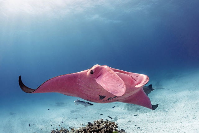 pink-manta-ray-1.jpg