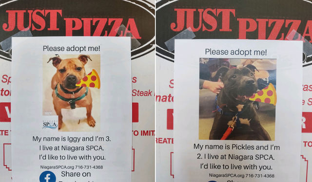 pizza-and-adoptable-dogs.jpg