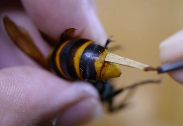 removing-parasite-from-hornet.jpg