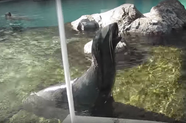 sea-lions-screaming-like-dudes.jpg