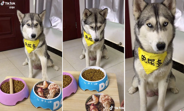 dog-food-trick.jpg