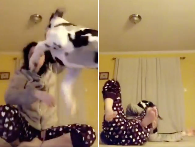 dog-surprise.jpg