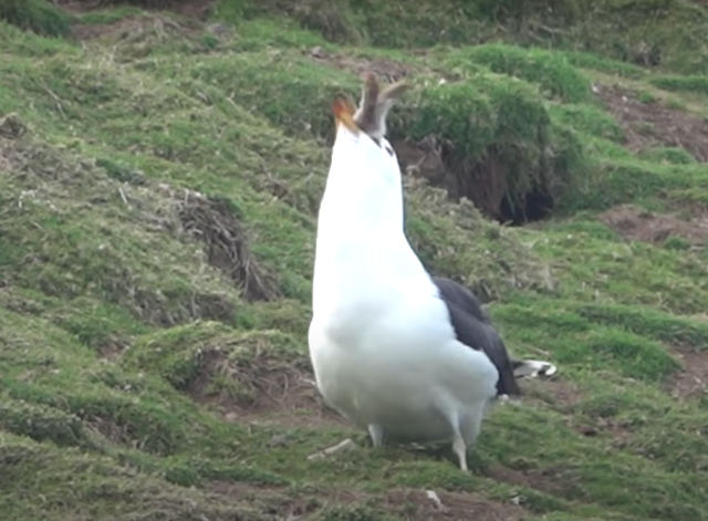 gull-vs-rabbit.jpg