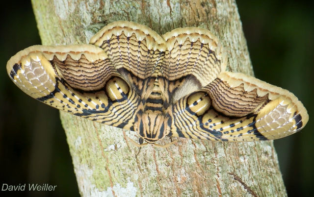 owl-winged-moth.jpg