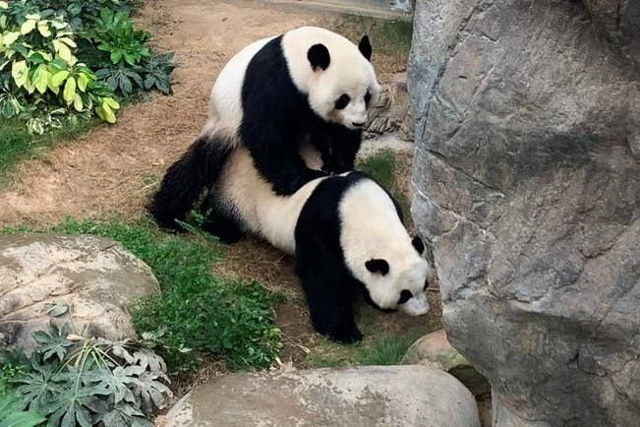 pandas-mate-naturally-for-first-time.jpg