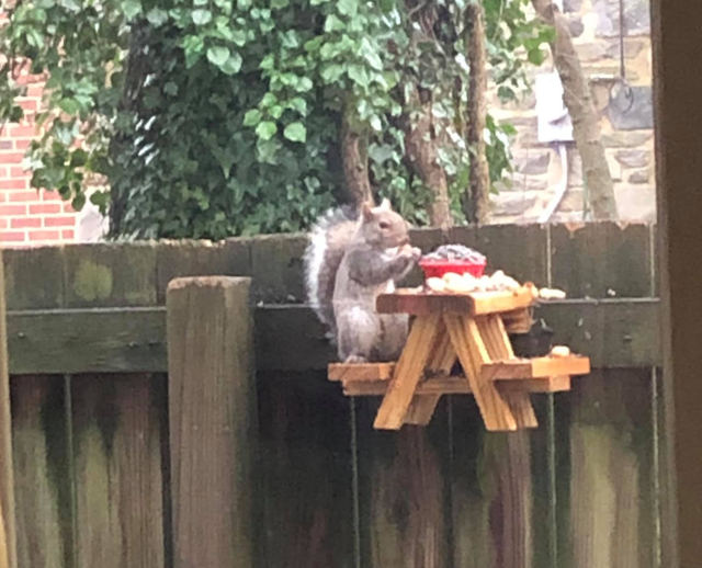 squirrel-picnic-table.jpg
