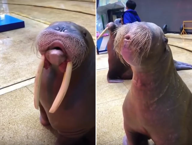 whistling-walrus.jpg