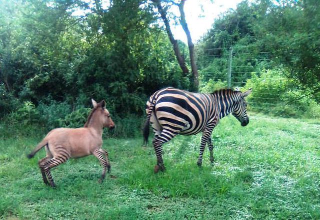 zonkey-1.jpg