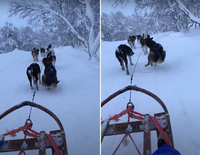 dog-sled-dog-tcb.jpg