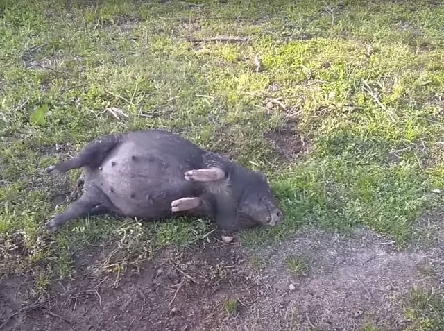 drunk-pig.jpg