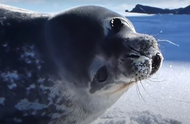 seals-bark-seal.jpg