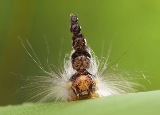 the-mad-hatterpillar.jpg