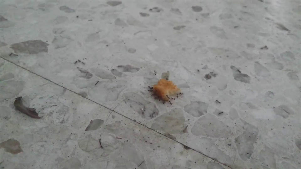 ants-stealing-chicken-nuggets.jpg