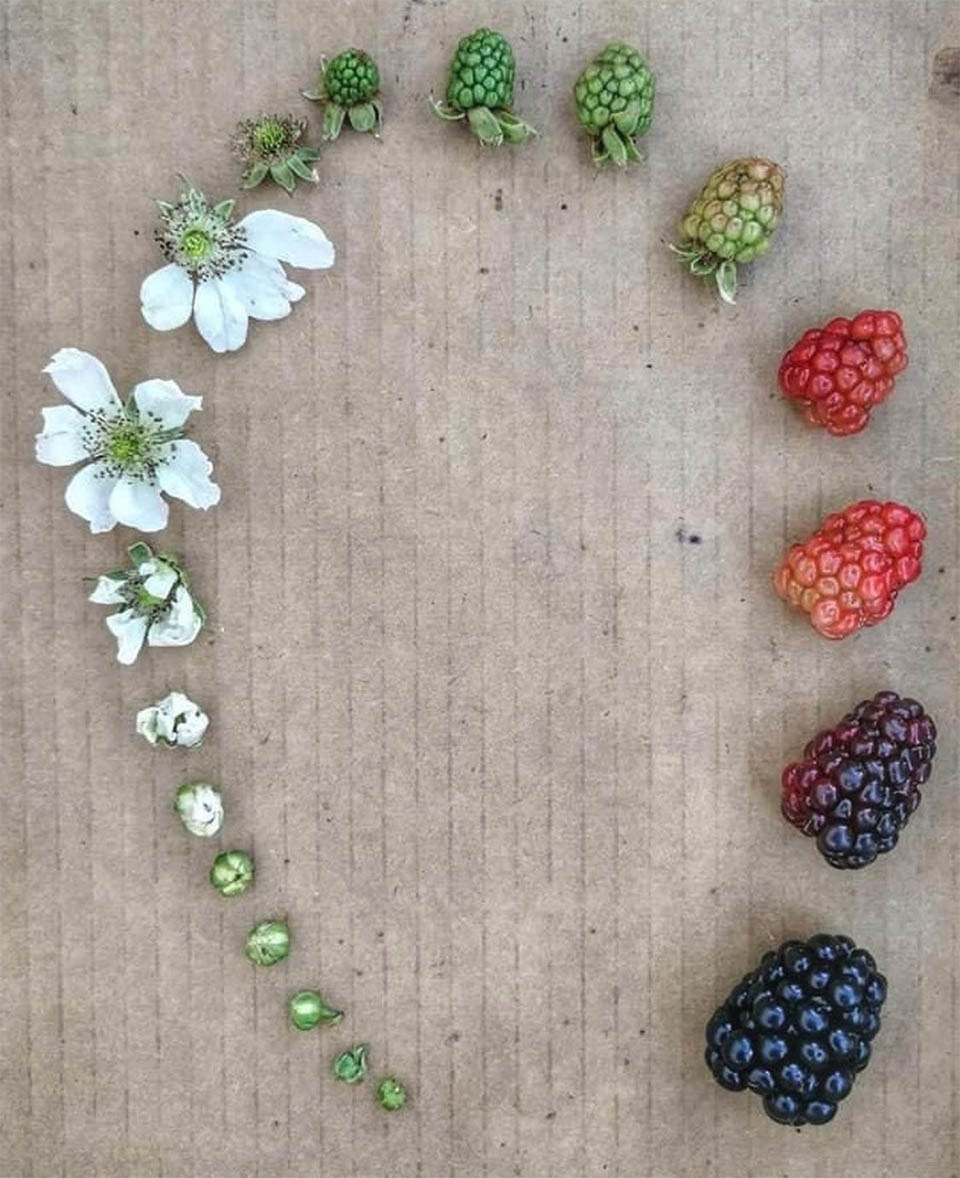 berry-life-cycle.jpg
