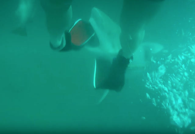 bull-shark-bites-off-flipper.jpg