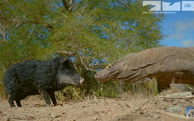 komodo-dragon-robot-pig.jpg
