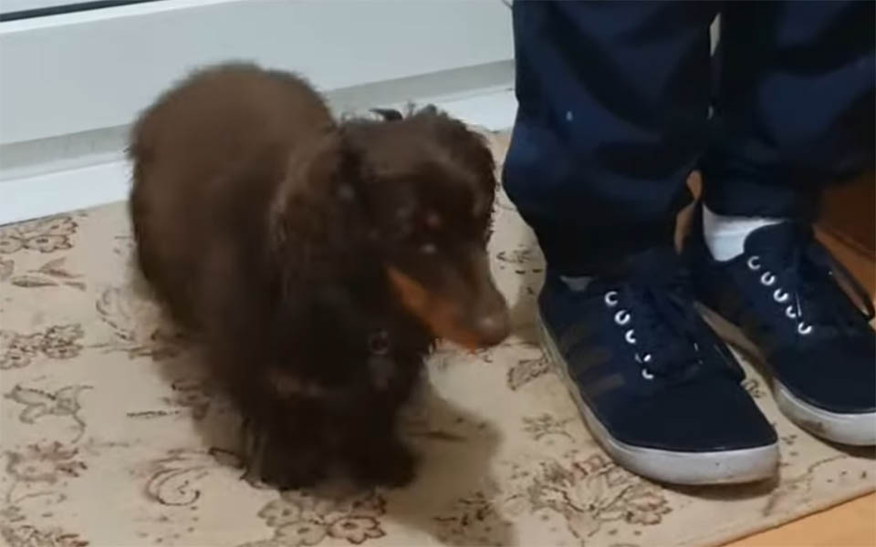 mini-daschund-wipes-feet.jpg