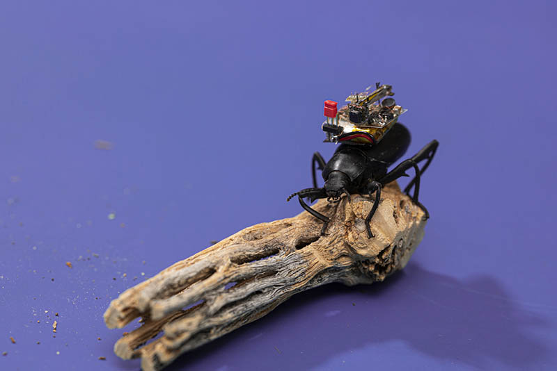 bug-camera-1.jpg