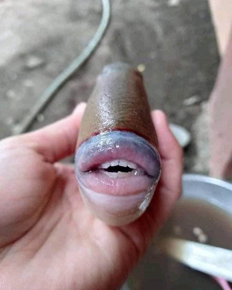 human-mouth-fish.jpg