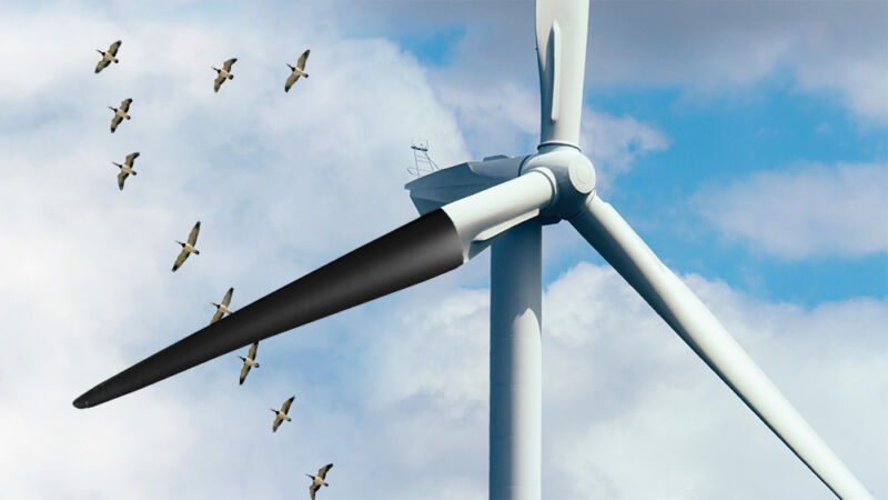 Black paint on wind turbines helps prevent bird deaths
