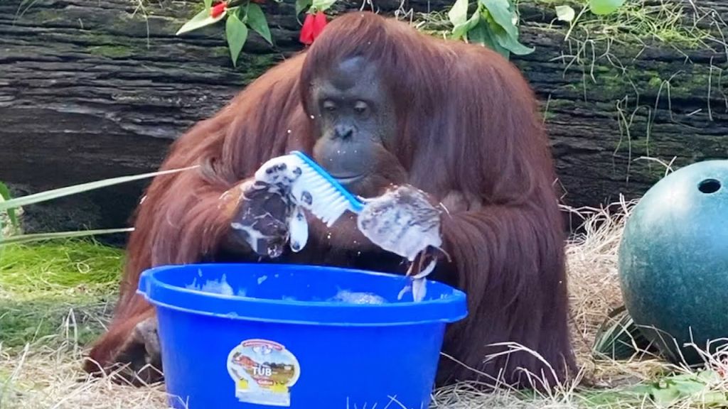 sandra-orangutan-cleaning.jpg