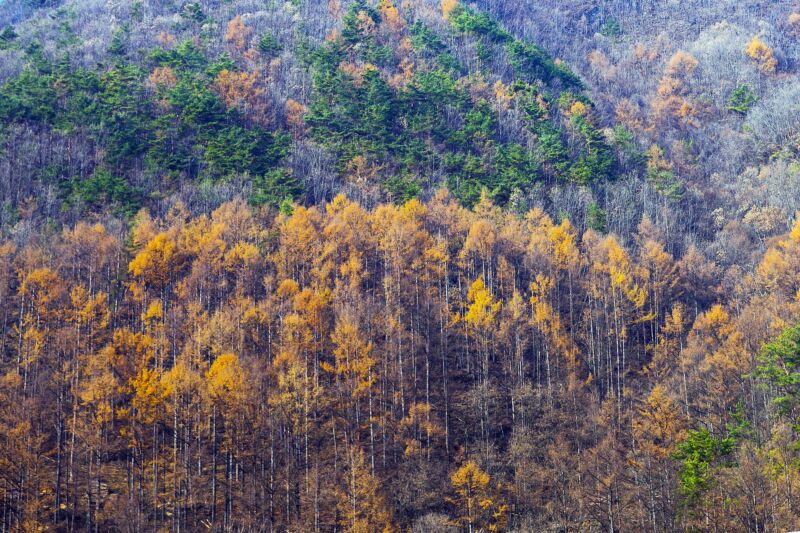 Multicolored autumnal mountainside.