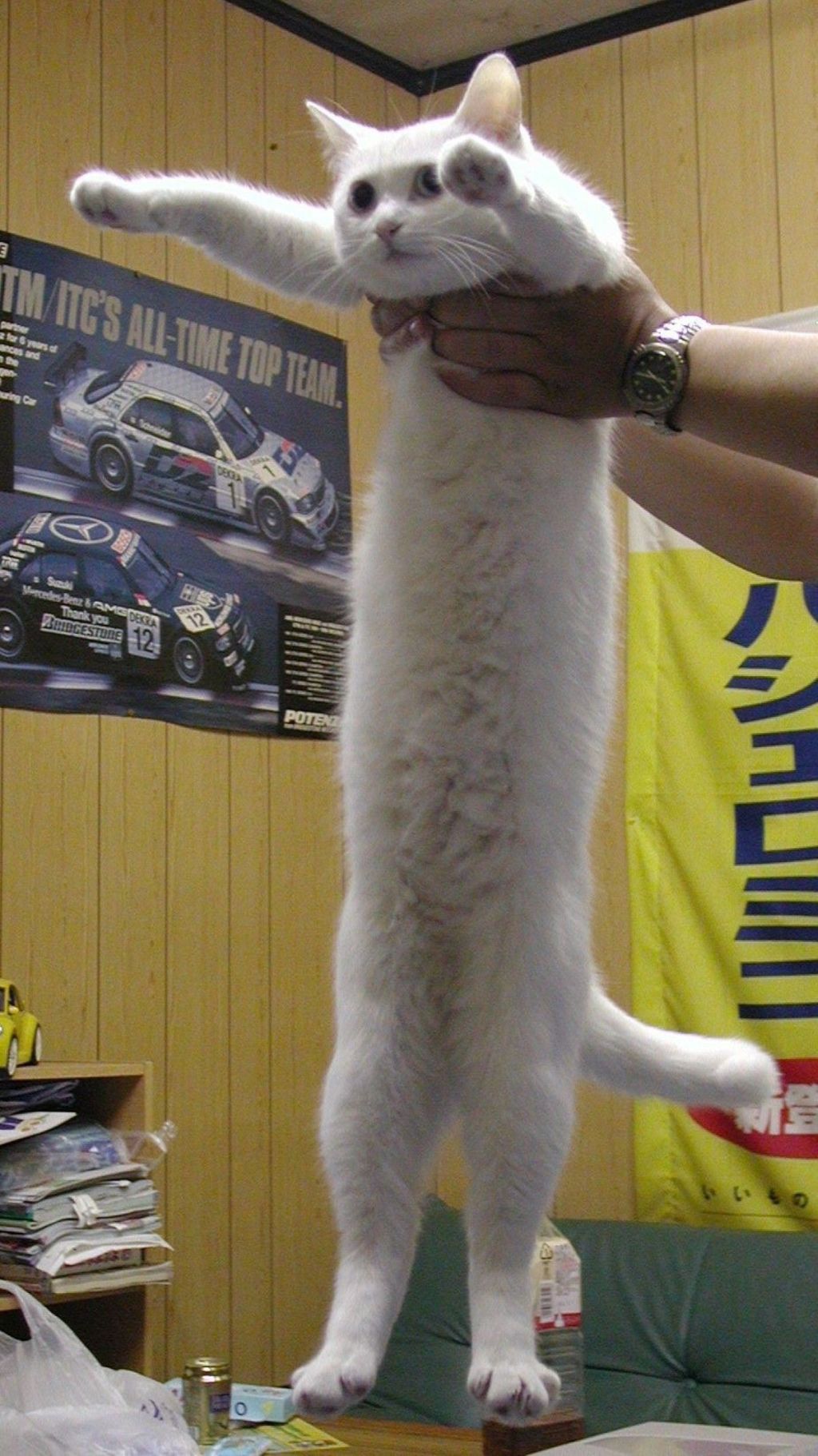 longcat-1.jpg