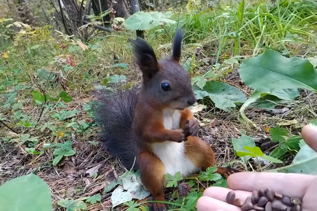 squirrel-reboot.jpg