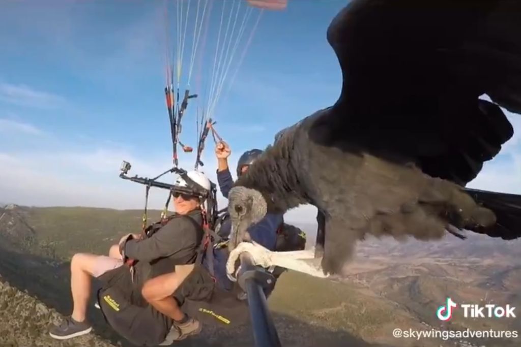 condor-land-selfie-stick.jpg