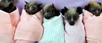 baby bats in a row wrapped up like human babies