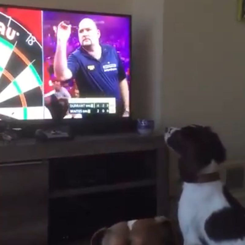 dog-tv-darts.jpg