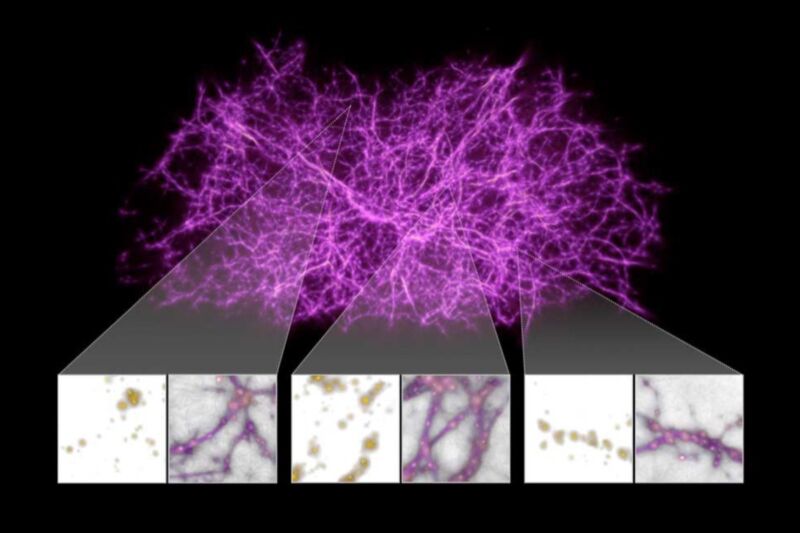 A reconstruction of the cosmic web— a vast network of filamentary structures of matter spanning the universe—modeled on the growth patterns of slime mold.
