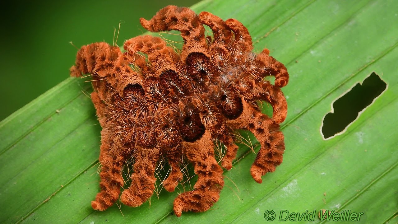 tarantula-caterpillar.jpg
