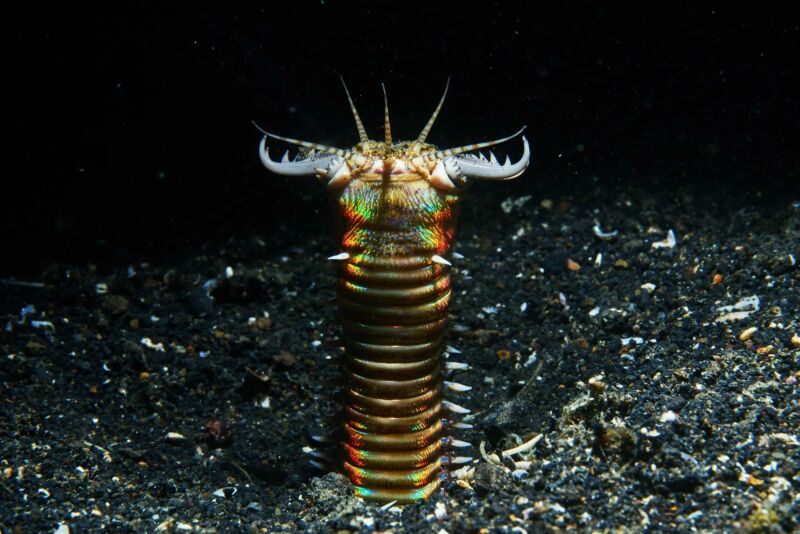 The head of a gruesome yet colorful worm projects from the seafloor.