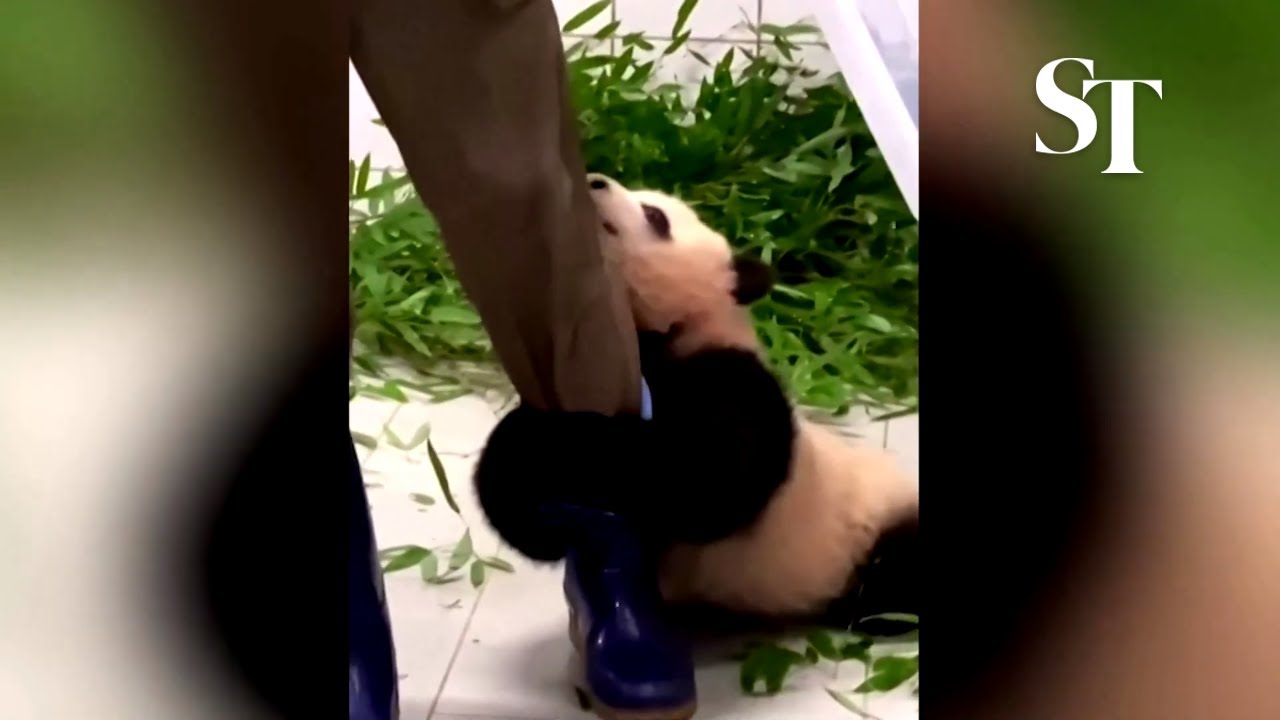 clingy-baby-panda.jpg