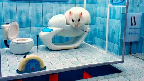 hamster-portal-maze.jpg