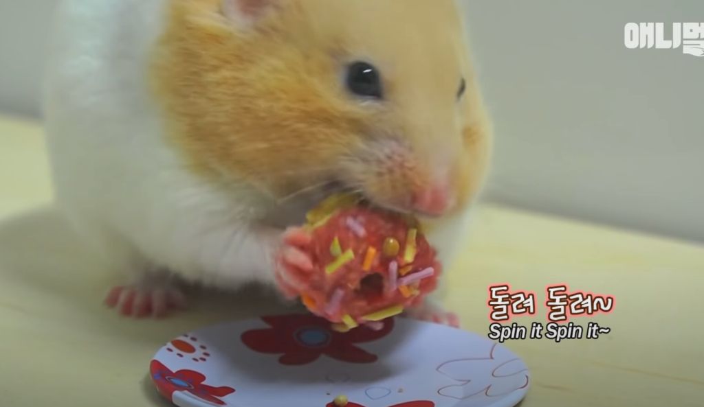 worlds-happiest-hamster.jpg