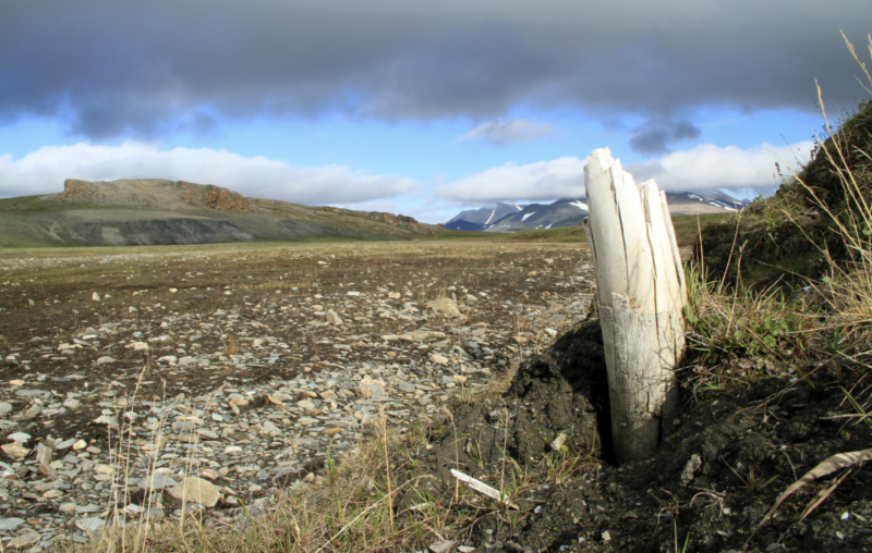 Image of a fractured, white post partially embedded in the soil.