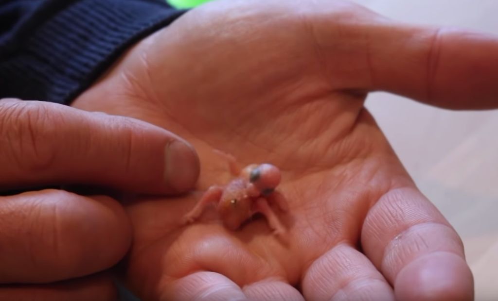 baby-parrot-egg.jpg