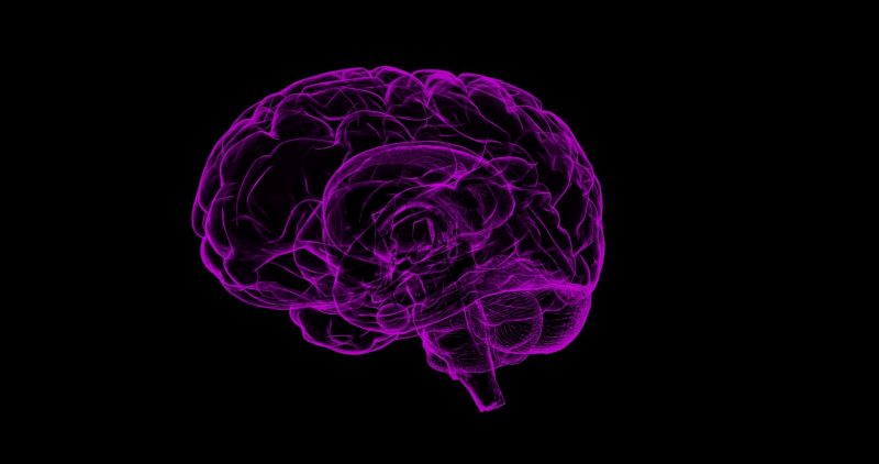 A stylised representation of the human brain