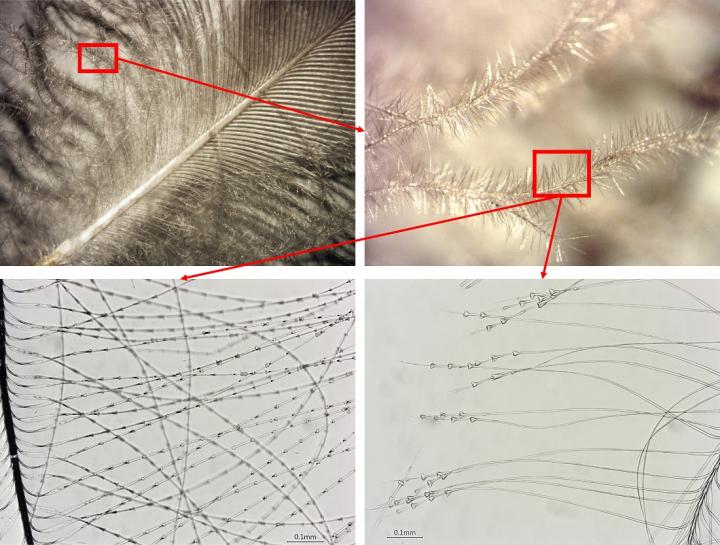 Close-up photos of two feathers (top) and microscopic images of their structure (bottom)