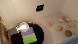 inside a chick incubater 