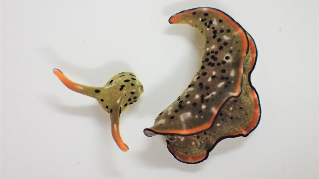 sea-slug-regrow-head.jpg