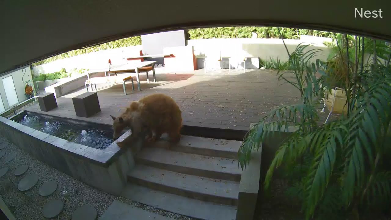 bear-chased-off-by-dogs.jpg