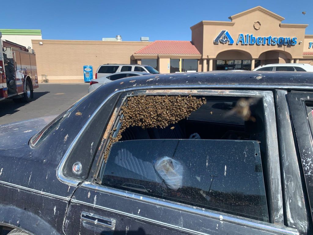 bee-store-shopping-1.jpg