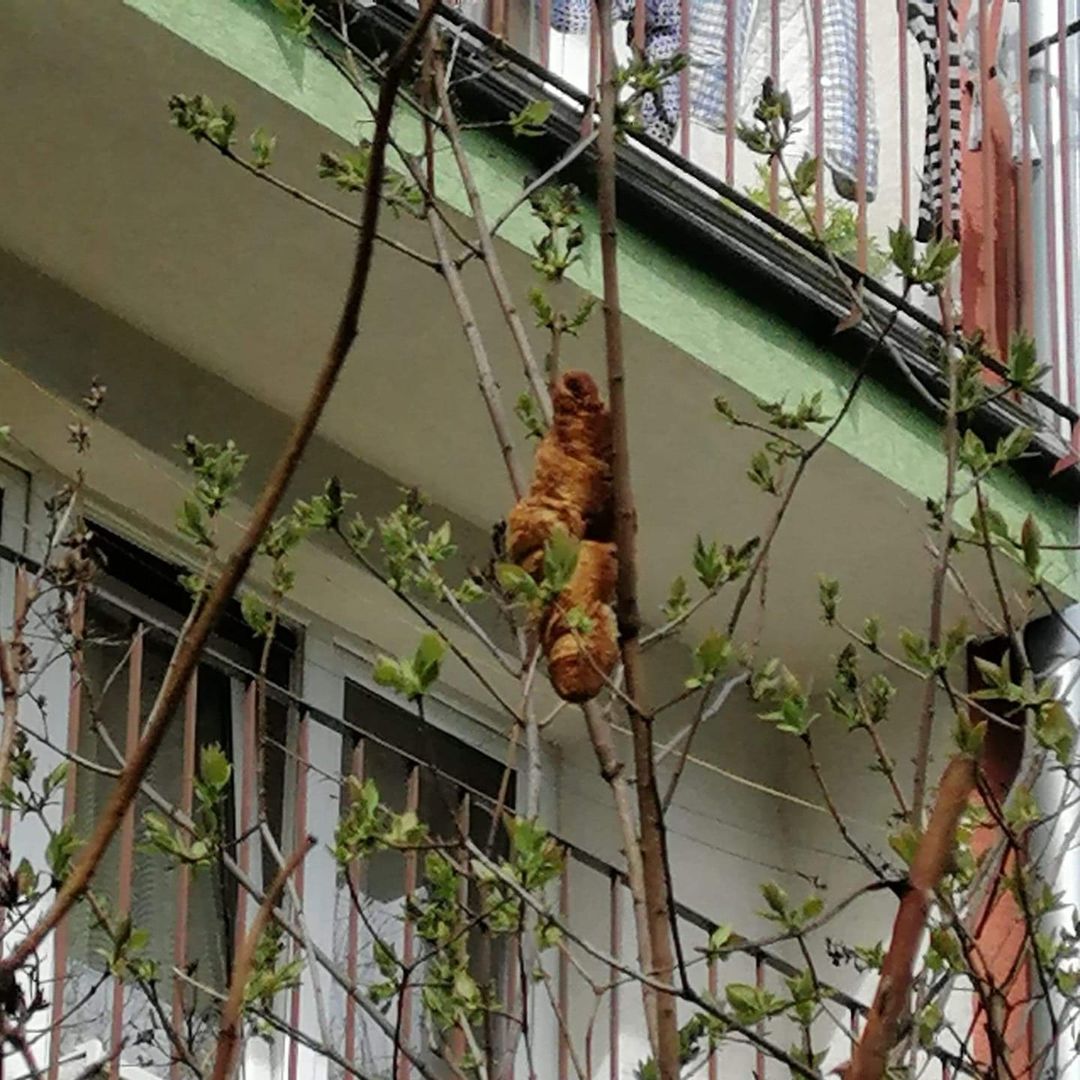 croissant-tree-animal.jpg