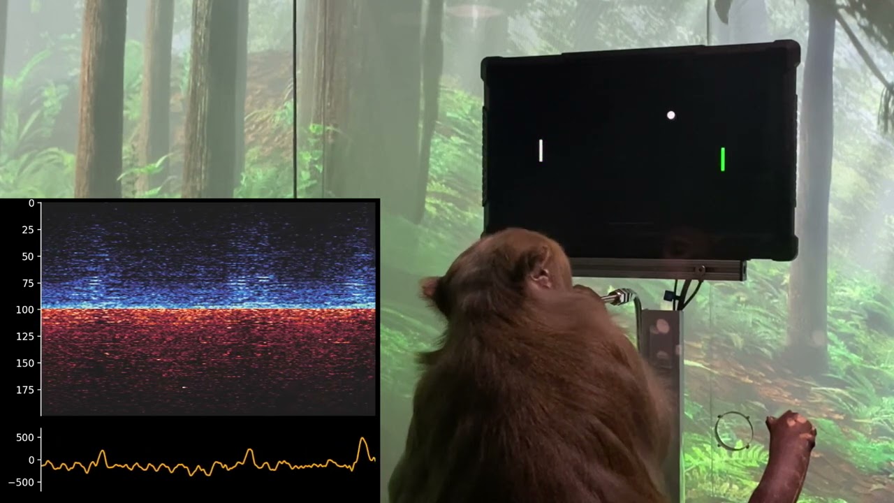 monkey-mindpong.jpg