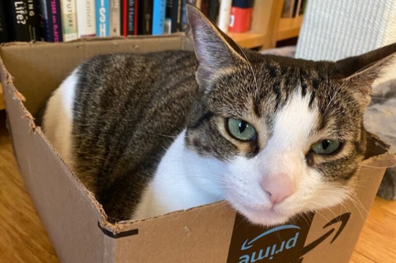 Like most cats, nothing delights Ariel more than an empty box in which to lounge. This might tell us something about feline visual perception of shapes and contours, per a new study in Applied Animal Behaviour Science.